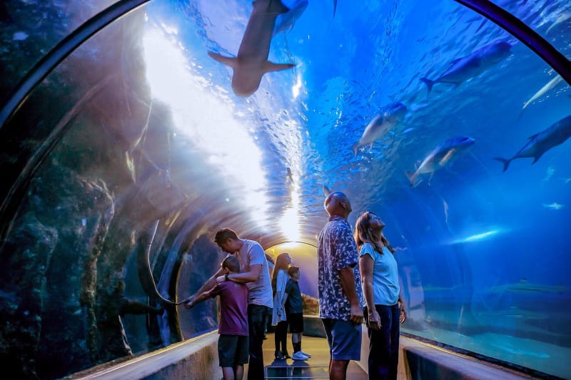 Maui Ocean Center in Maui is a top accessible attraction
