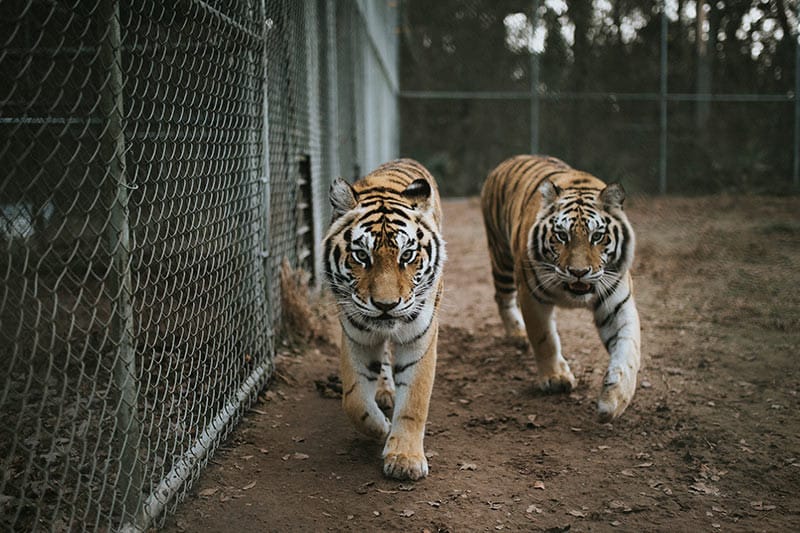 Tigers at Catty Shack Ranch Wildlife Sanctuary, a wheelchair accessible attraction