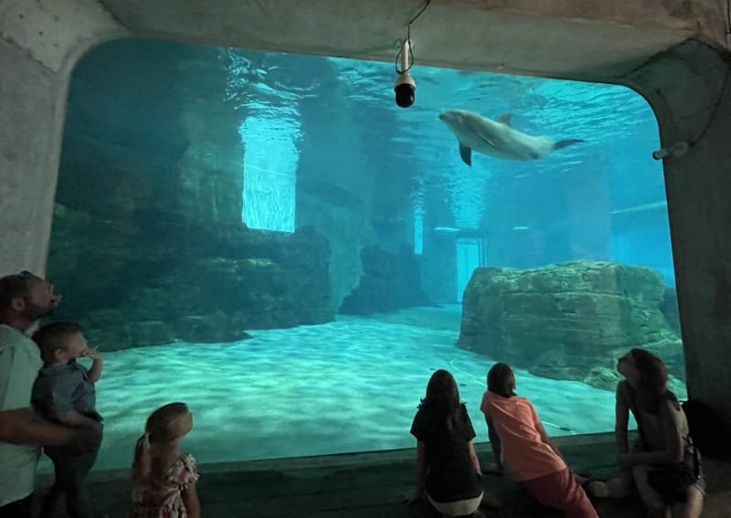 Clearwater Marine Aquarium, an accessible attraction in St Pete/Clearwater