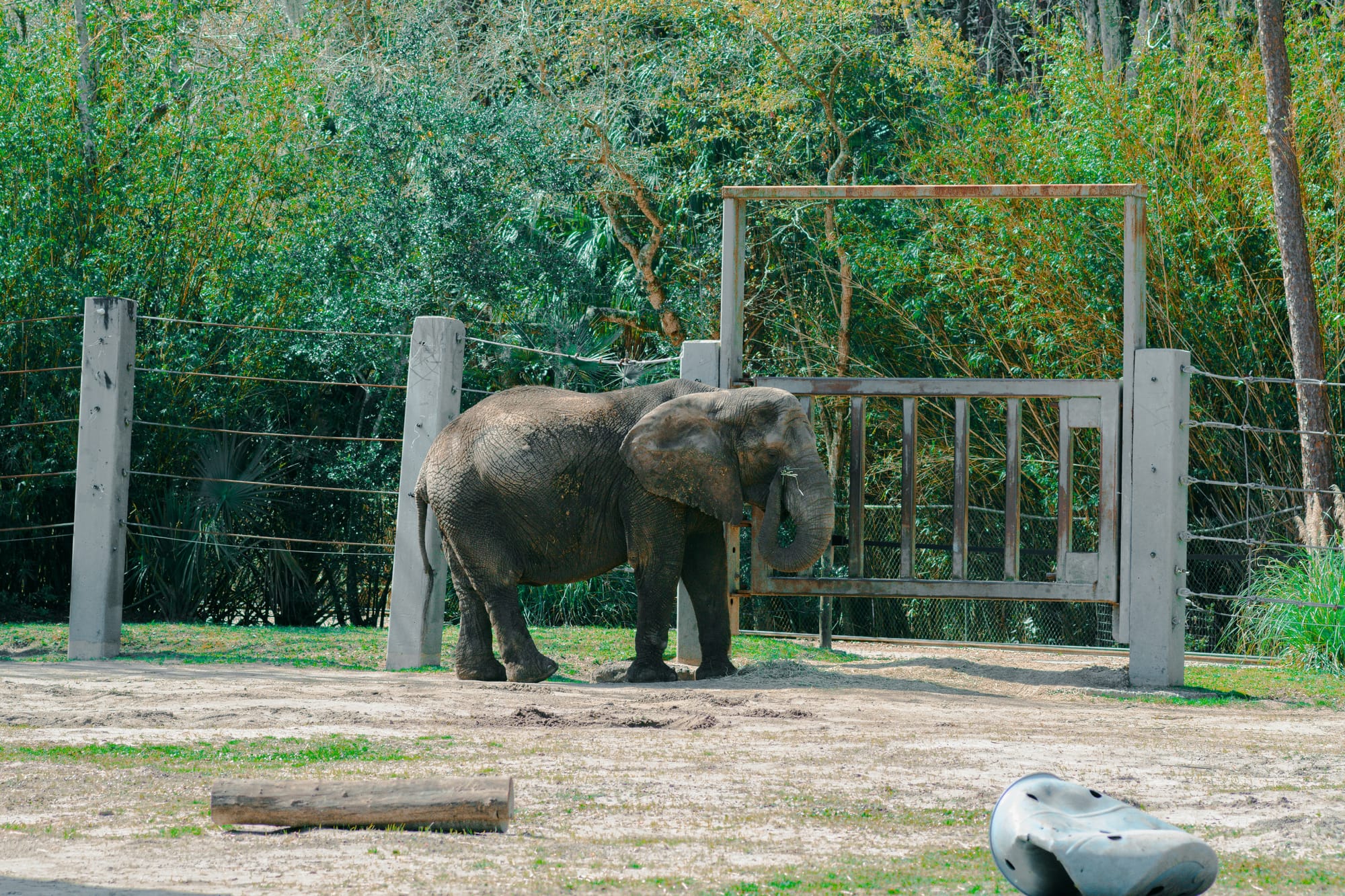 An elephant at Jacksonville Zoo and Gardens