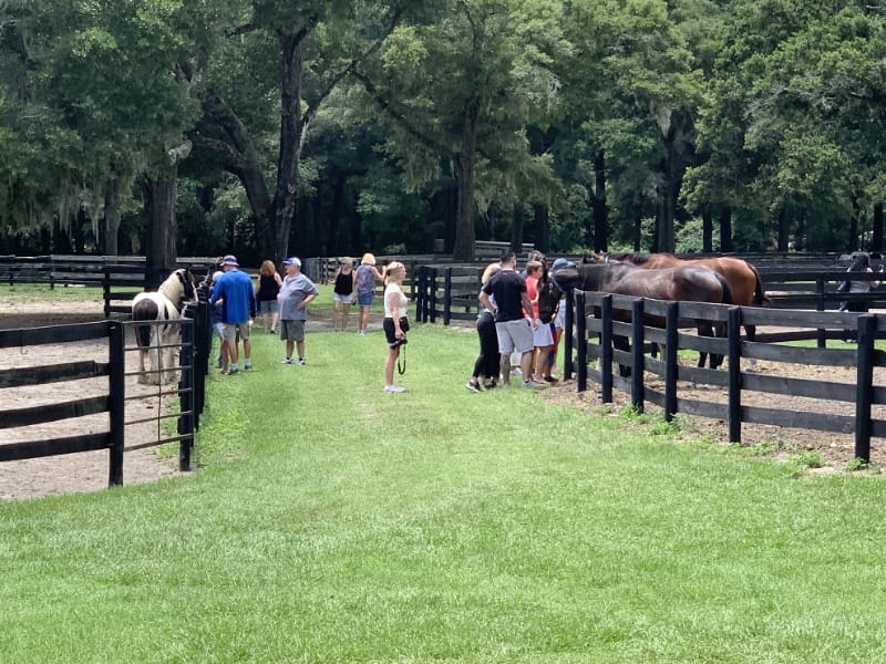 Gypsy Gold Horse Farm is an accessible place to visit in Ocala