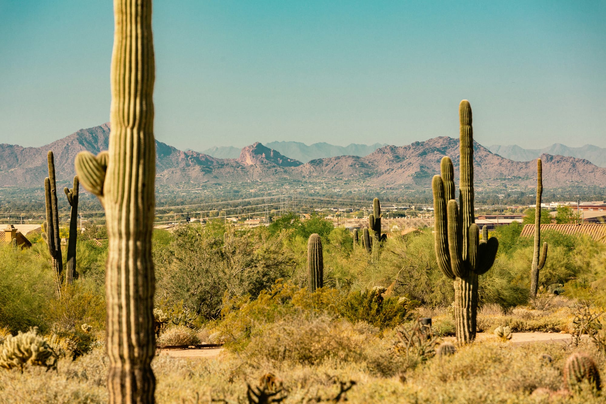 Cactus in the desert of Scottsdale, Arizona