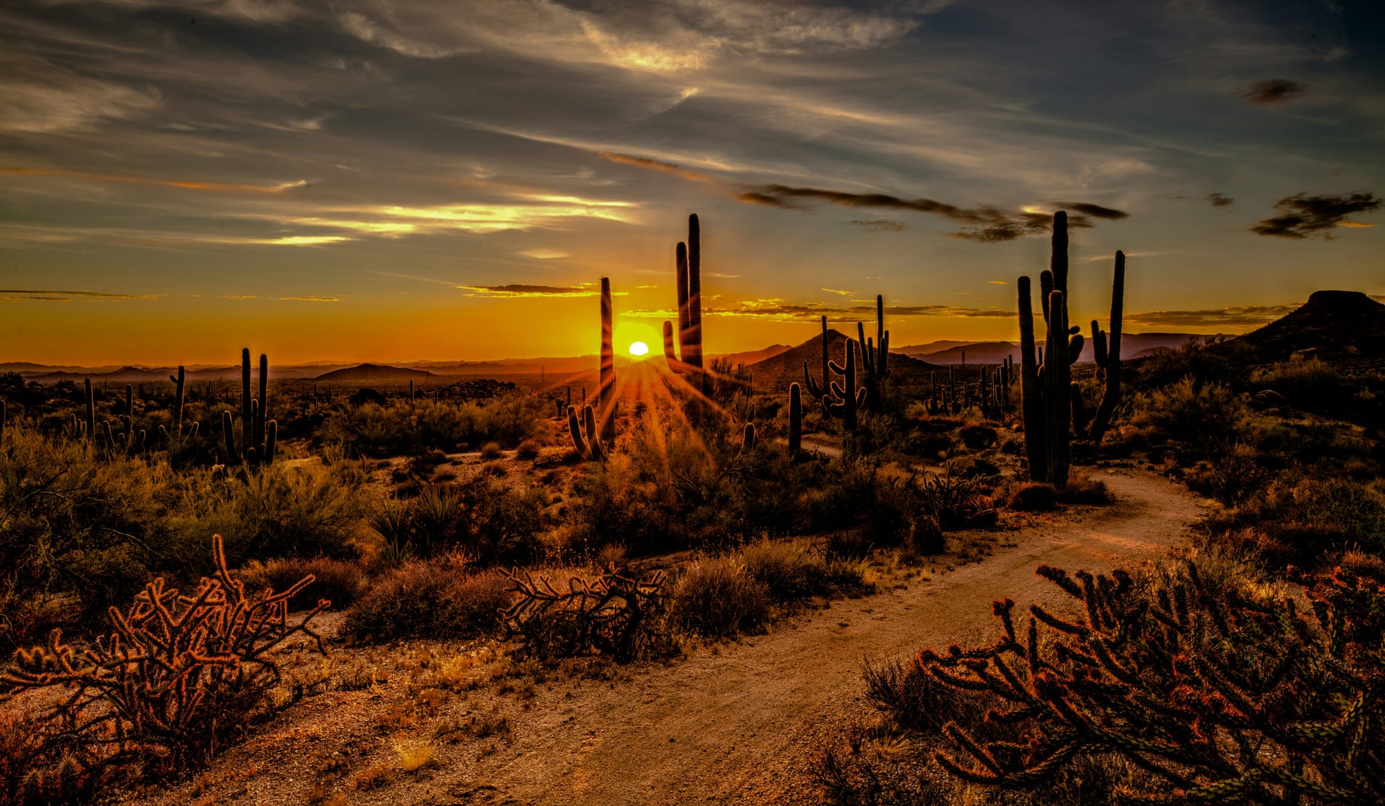 Sunset and cactus in Scottsdale, Arizona