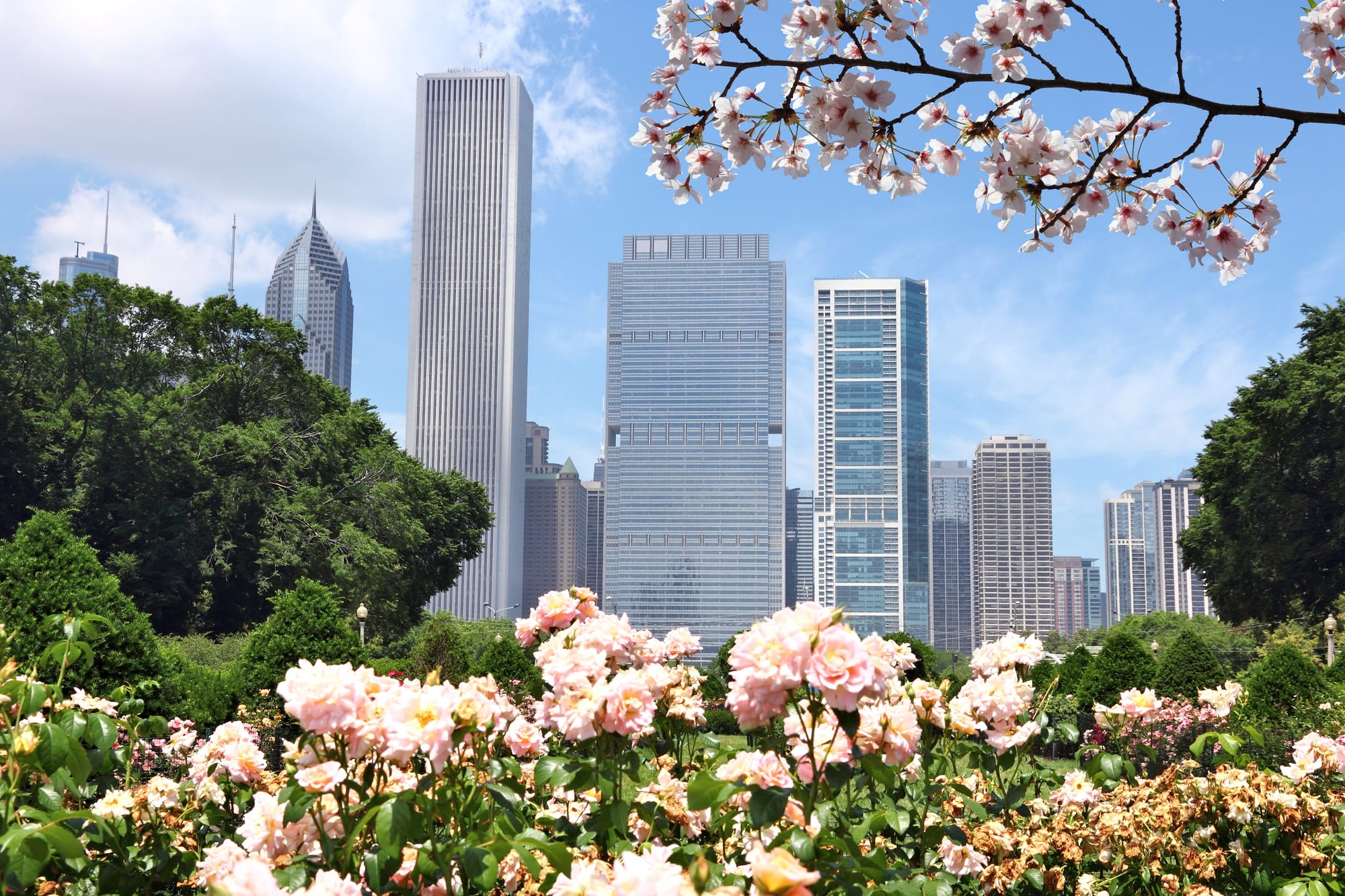 Spring flowers with Chicago skyscrapers in the background