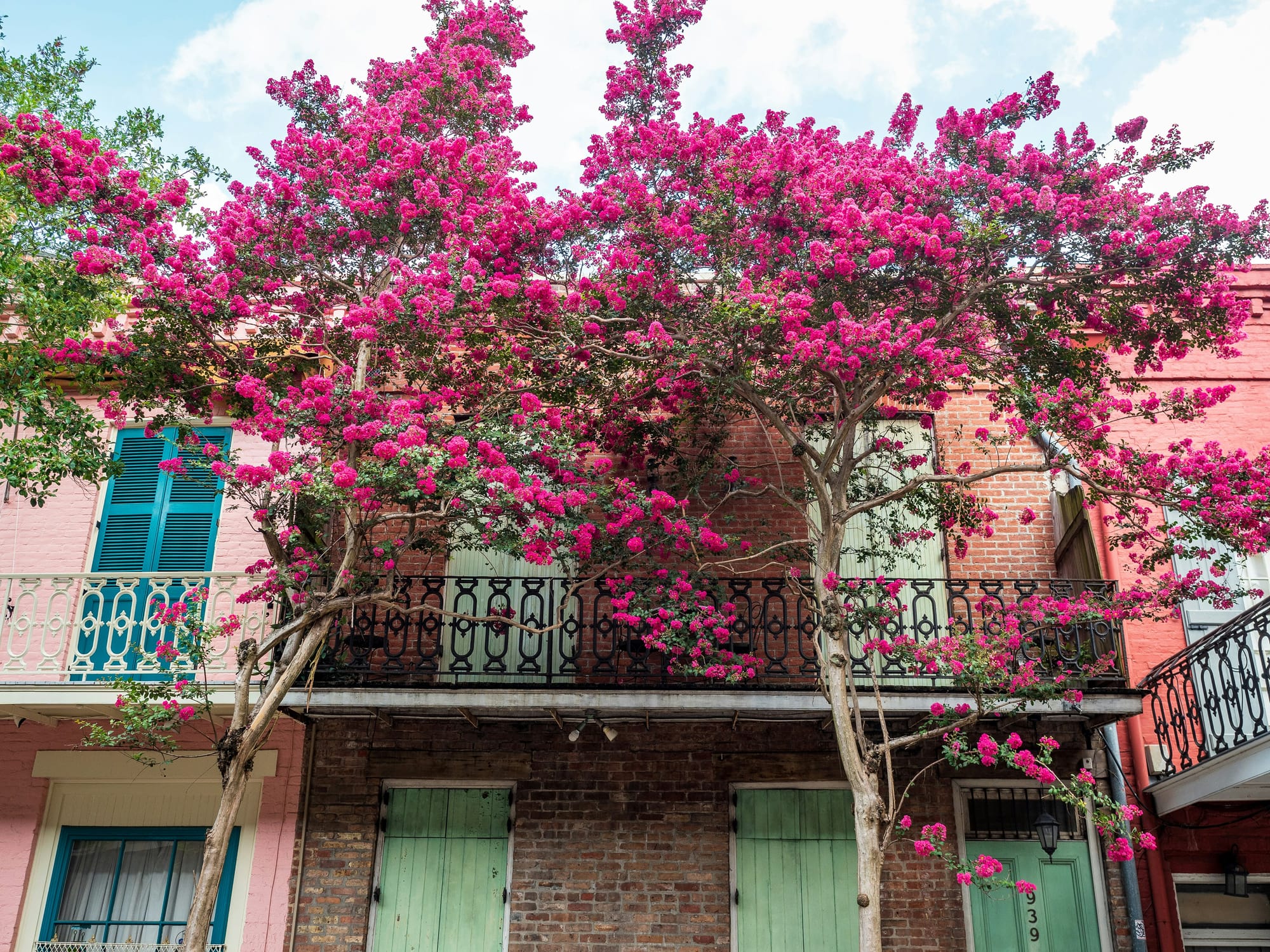 Pink flowers in Spring in New Orleans