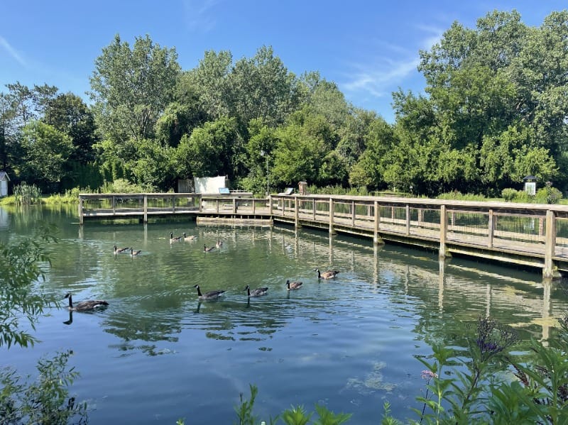 Accessible boardwalk at Wolf Lake State Fish Hatchery