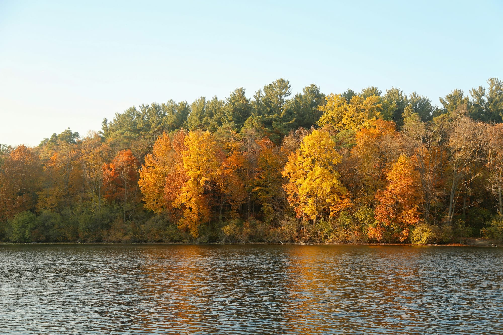 Fall color trees on the lake in Ann Arbor, Michigan