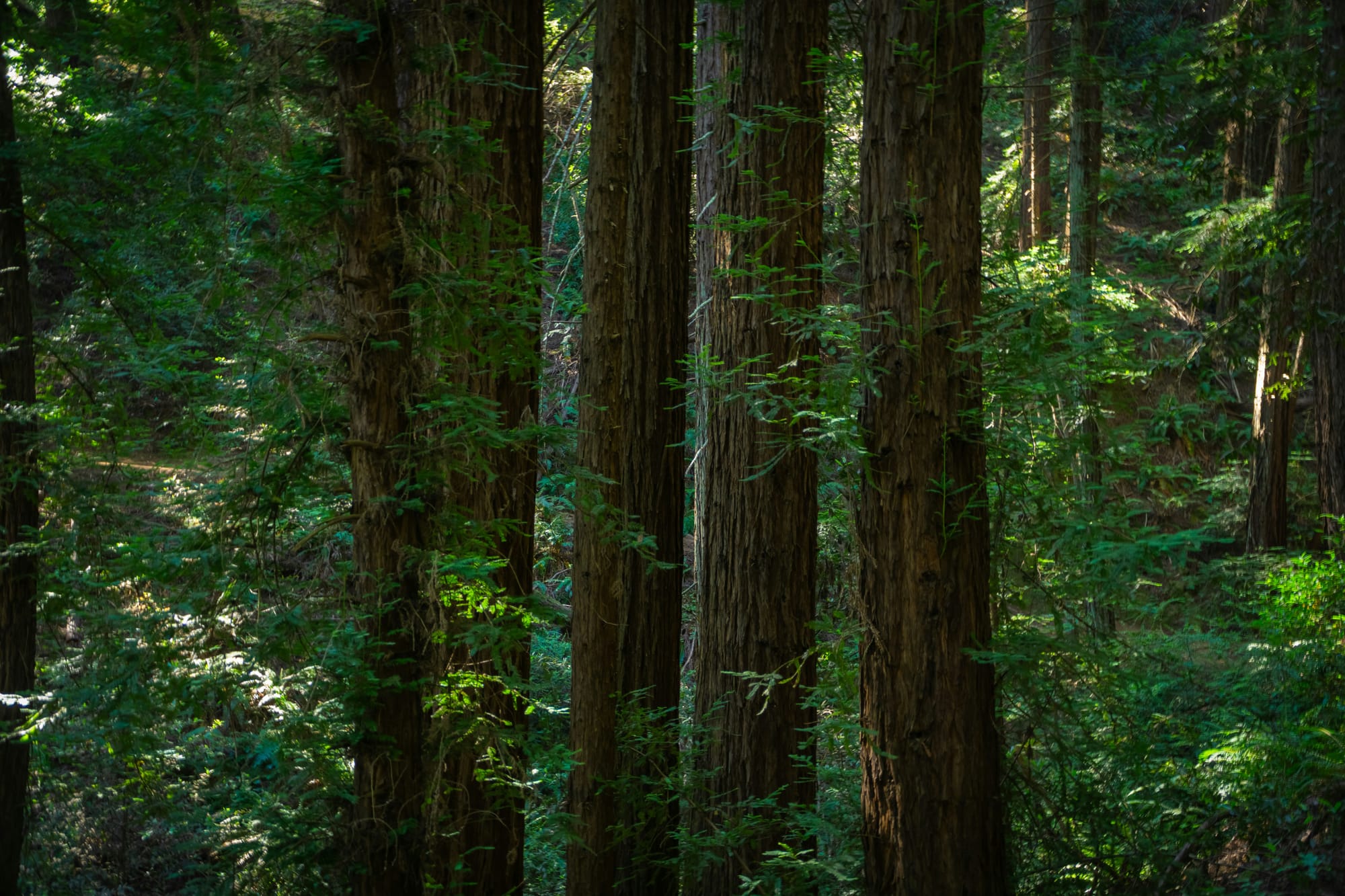 Redwood Regional Park in Oakland offers accessible trails