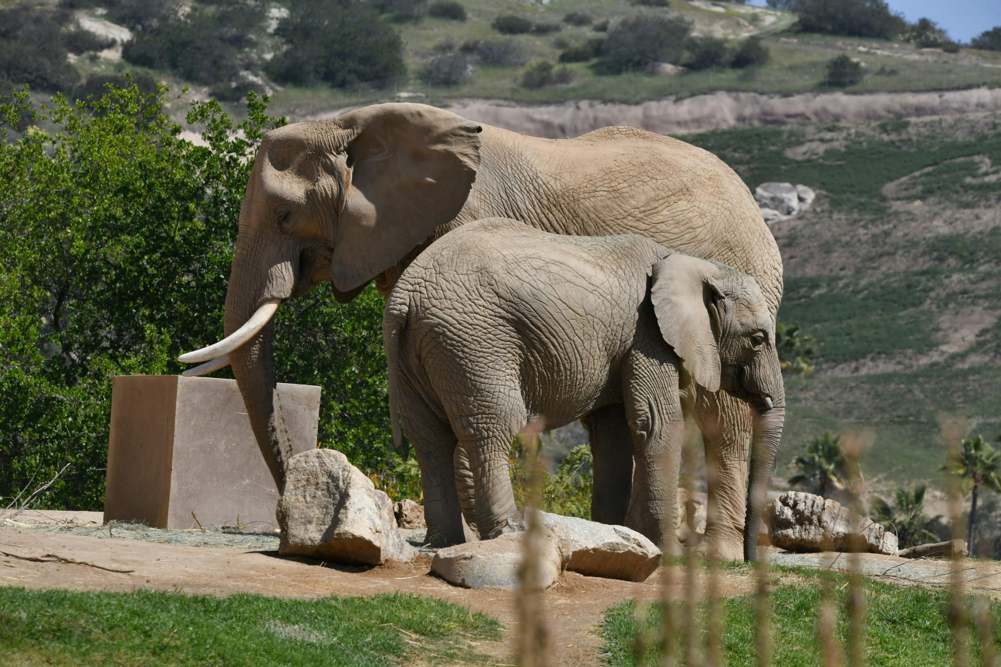 Elephant and her baby at the San Diego Zoo