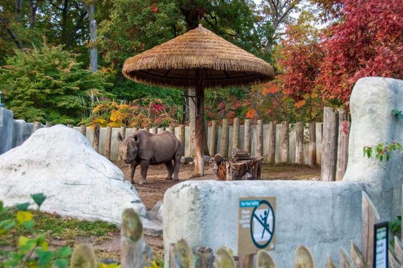 Rhino at Potter Park Zoo in Lansing