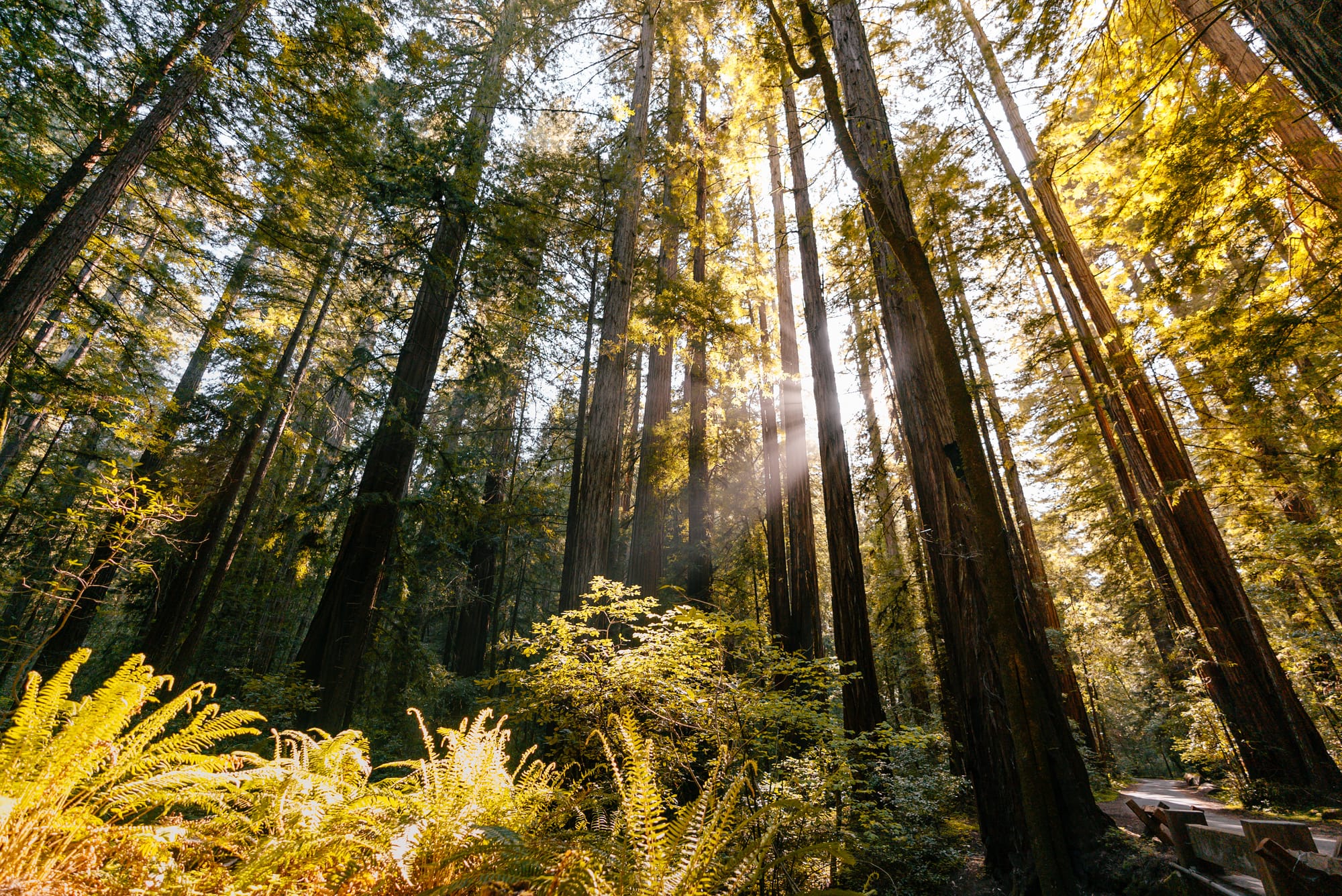 Sunset at Armstrong Redwoods State Natural Reserve