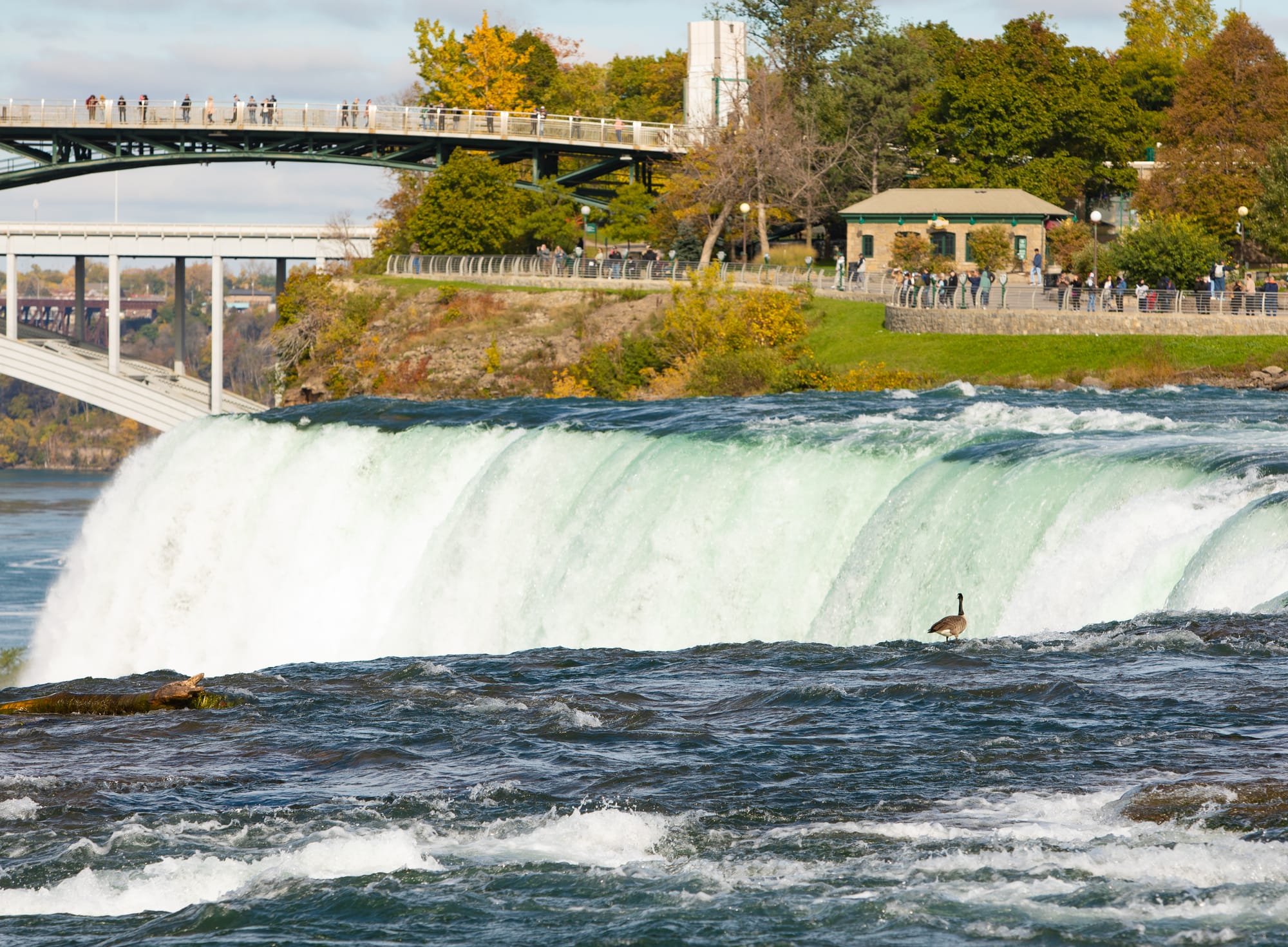 View of Niagara Falls with a bird sitting on a rock