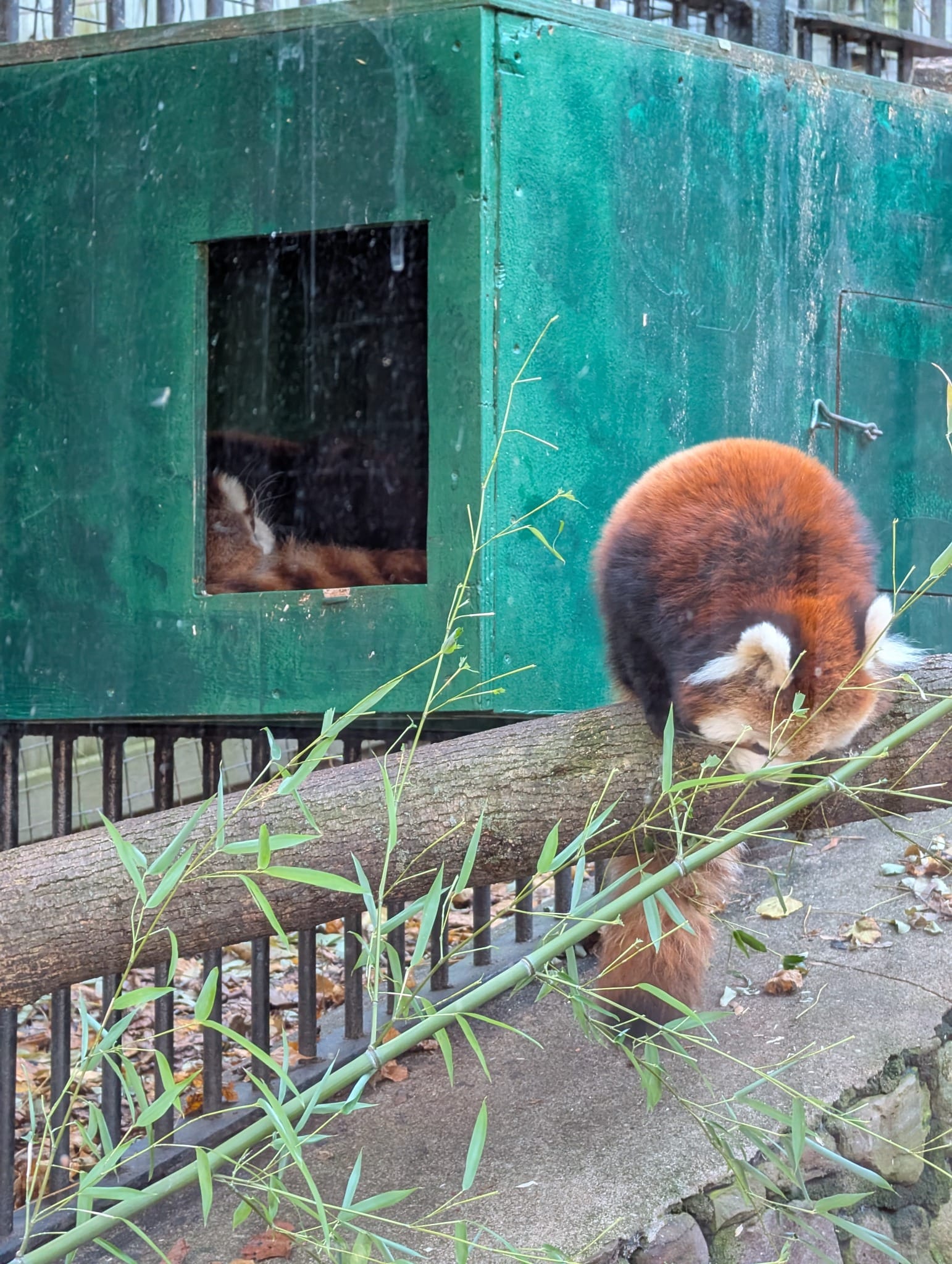 An animal in their exhibit at the Utica Zoo