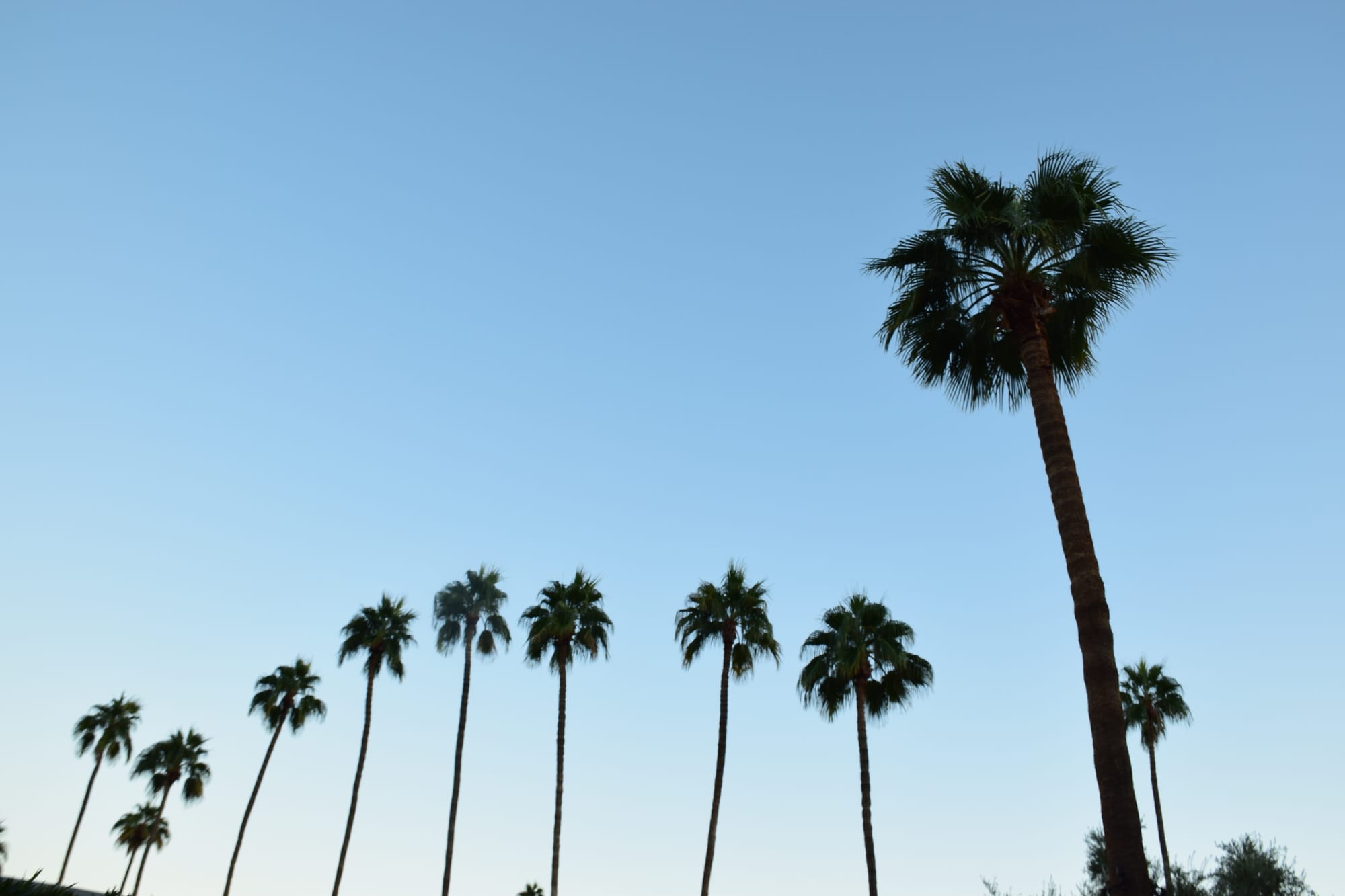 Blue hour with palm trees in Scottsdale