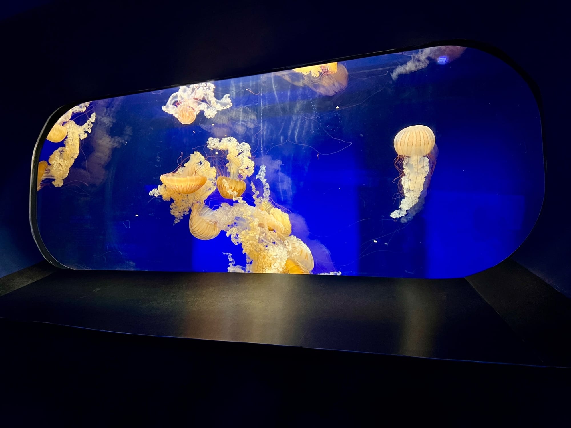 Large jellyfish aquarium at OdySea Aquarium in Scottsdale